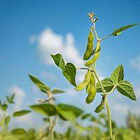 Pestovanie sóje: odrody, osivo, vhodná pôda, hnojenie, zber