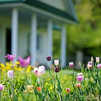 Aké kvety do predzáhradky pred domom? Vhodné rastliny a stromy do slnečnej i tienistej predzáhradky