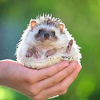 Chov ježka v byte: výbava (terárium/klietka, domček, podstielka, krmivo) pre ježka, choroby, cena