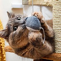 Aké vybavenie pre mačku? Potrebujete pelech, odpočívadlo, granuly, misky, škrabadlo i toaletu