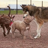 Ako správne socializovať šteňa či staršieho psa s ľuďmi a s inými psami a zvieratami