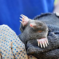 Ako sa zbaviť krtka v záhrade? Dymovnice, pasce, solárne plašiče alebo sieť proti krtkom?