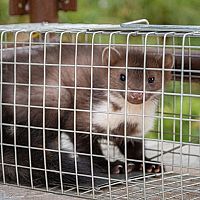 Ako sa zbaviť kuny (aj) v aute? Sprej proti kunám pomáha, skúste plašič