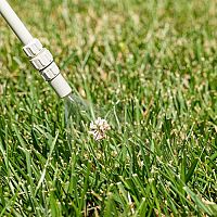 Ako odstrániť ďatelinu z trávnika? Skúste postrek Bofix alebo Dicopur