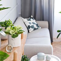 Izbové rastliny, ktoré čistia vzduch. Dracena, Fikus aj Lopatkovec