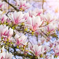 Magnólia: druhy (Stellata, Grandiflora či Soulangova), pestovanie, sadenie, hnojenie, strihanie