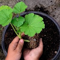 Pestovanie tekvice vertikálne alebo v kvetináči – sadenie, starostlivosť, zber, choroby