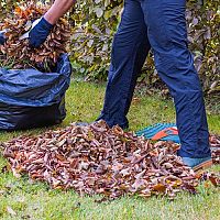 Využitie opadaného lístia zo záhrady. Vyhnite sa páleniu
