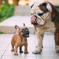 Pes do bytu. Aké sú najlepšie malé plemená psov?